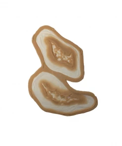 Monster FX Encapsulated Silicone Prosthetic - Small Shark Bite (Set Of 2) Prosthetics